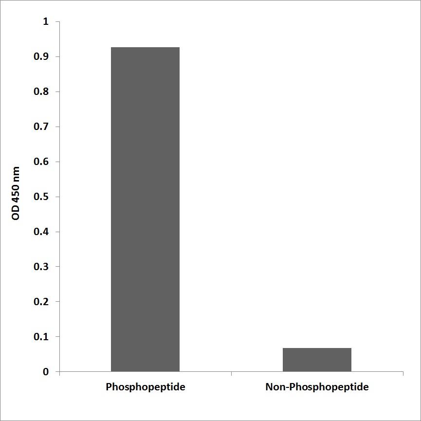 Anti-MAP3K1 (phospho Thr1402) Antibody