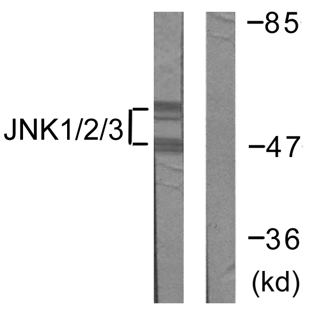 Anti-JNK1 + JNK2 + JNK3 Antibody