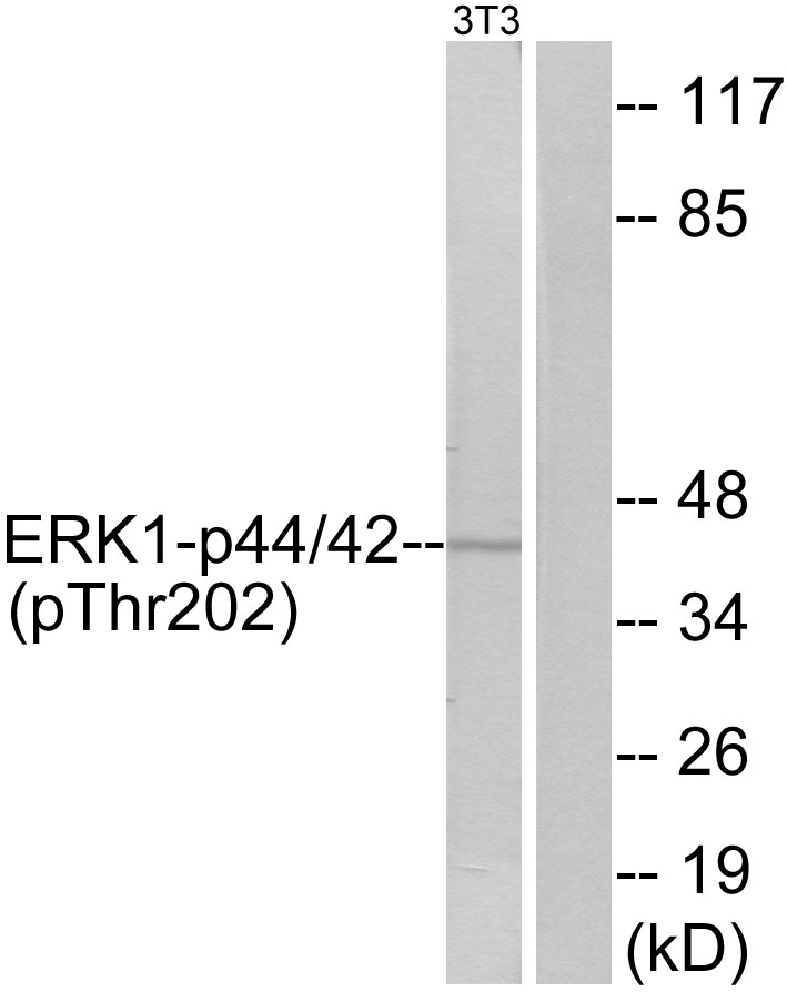 Anti-ERK1 + ERK2 (phospho Thr202) Antibody