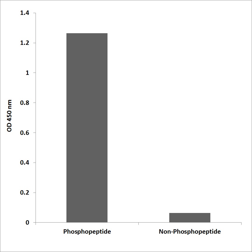 Anti-Tak1 (phospho Thr184) Antibody