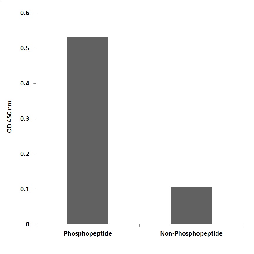 Anti-TAK1 (phospho Thr184) Antibody