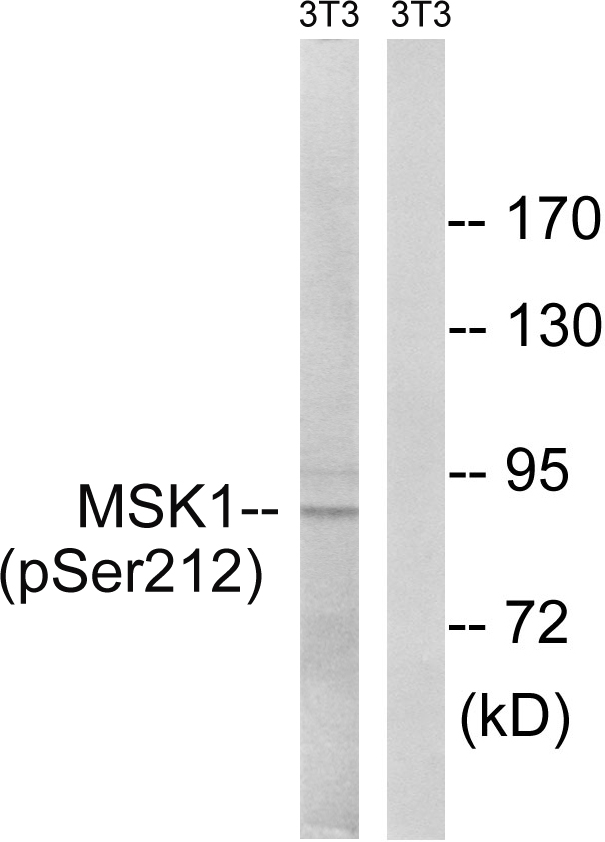 Anti-MSK1 (phospho Ser212) Antibody