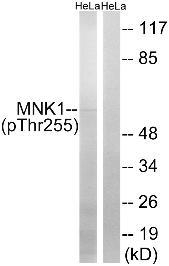 Anti-MNK1 (phospho Thr255) Antibody