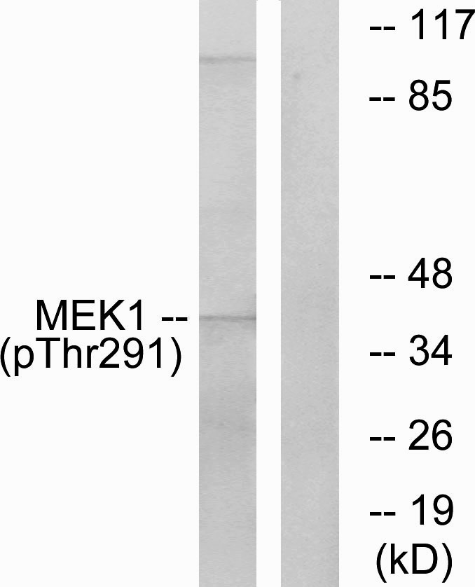 Anti-MEK1 (phospho Thr291) Antibody