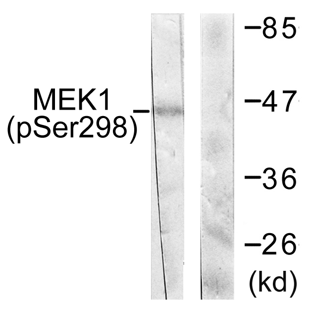 Anti-MEK1 (phospho Ser298) Antibody