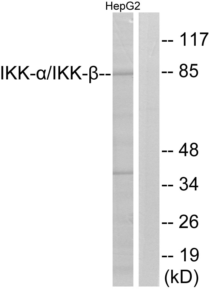 Anti-IKK alpha + beta Antibody