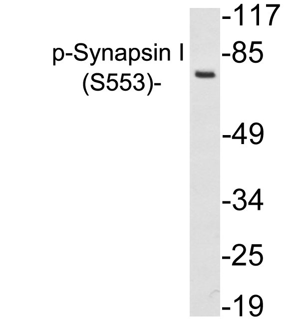 Anti-Synapsin I (phospho Ser553) Antibody