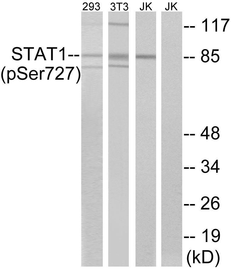 Anti-STAT1 (phospho Ser727) Antibody