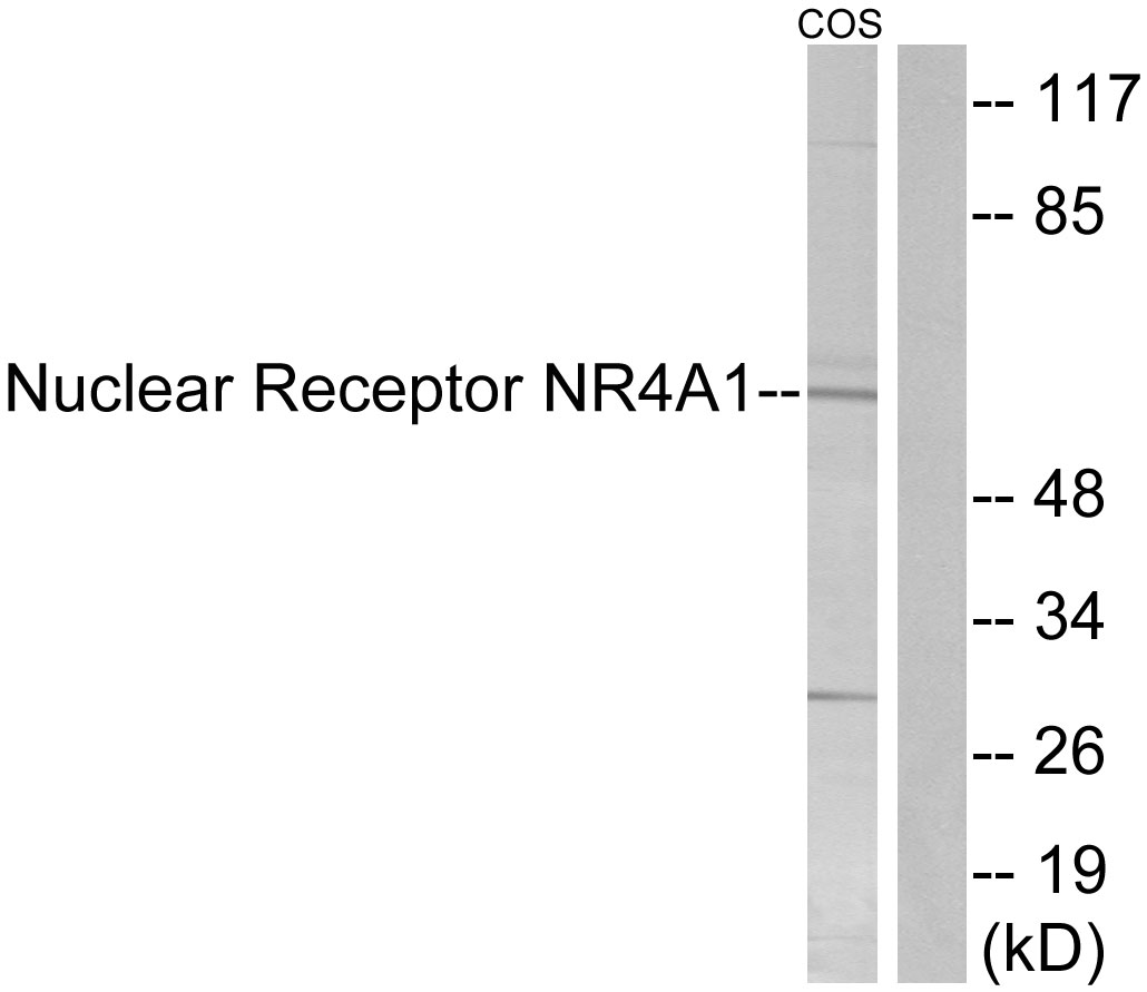 Anti-Nuclear Receptor NR4A1 Antibody