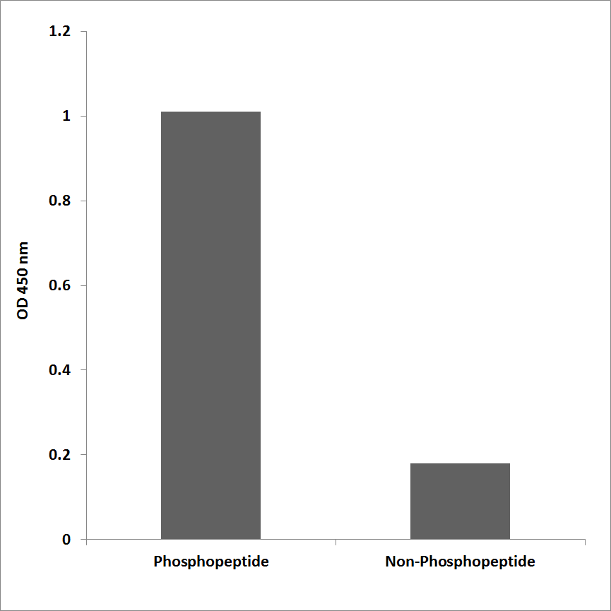 Anti-LIMK2 (phospho Thr505) Antibody