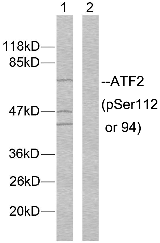 Anti-ATF2 (phospho Ser112 or 94) Antibody