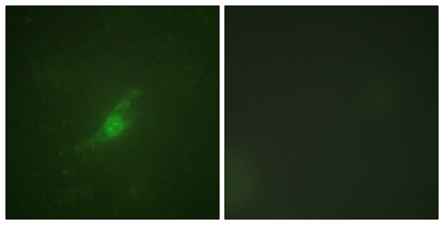 Anti-Period Circadian Protein 2 Antibody