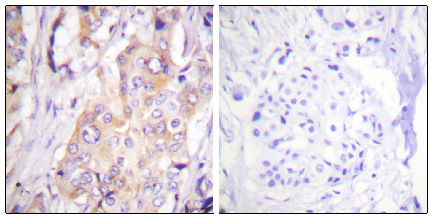 Anti-MEK1 (phospho Thr286) Antibody