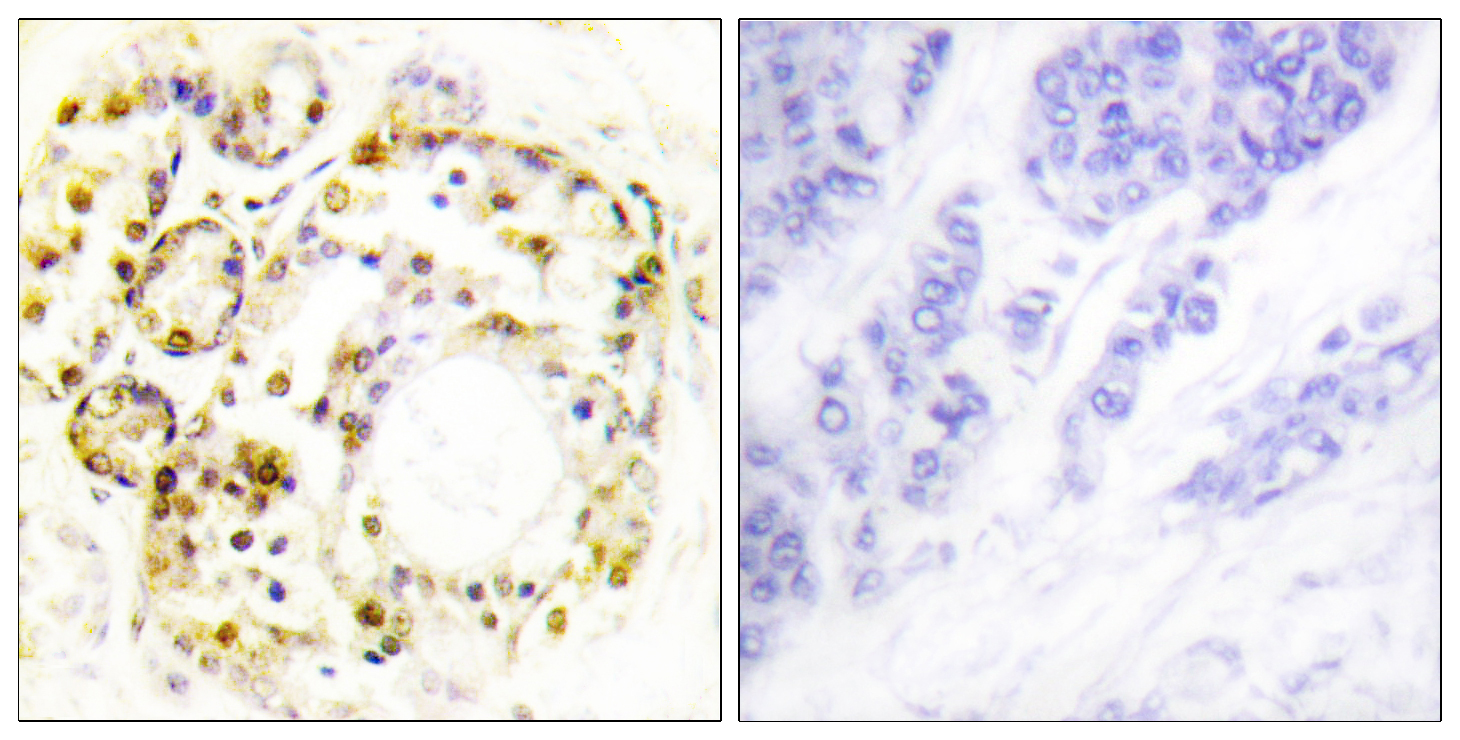 Anti-ERK3 (phospho Ser189) Antibody