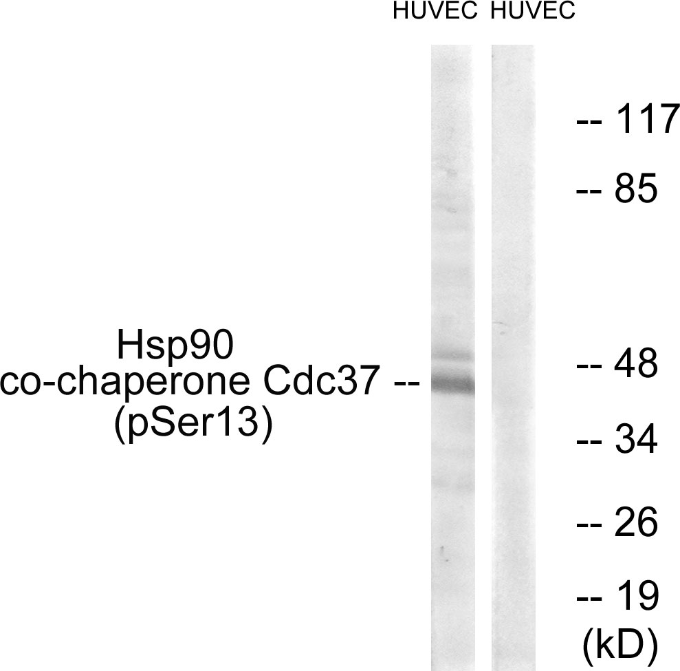 Anti-CDC37 (phospho Ser13) Antibody