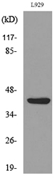 Anti-E2F4 (acetyl Lys96) Antibody