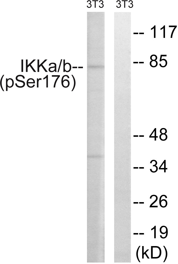 Anti-IKK alpha (phospho Ser176) + IKK beta (phospho Ser177) Antibody