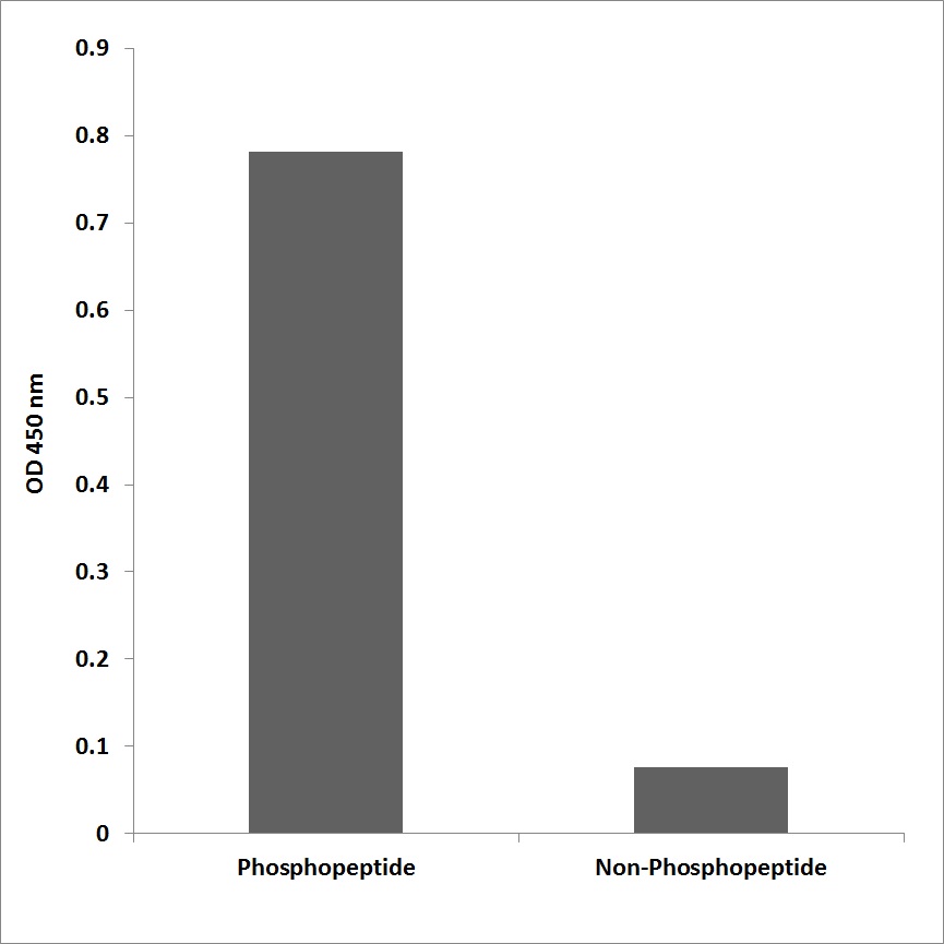 Anti-IKK alpha (phospho Ser176) + IKK beta (phospho Ser177) Antibody