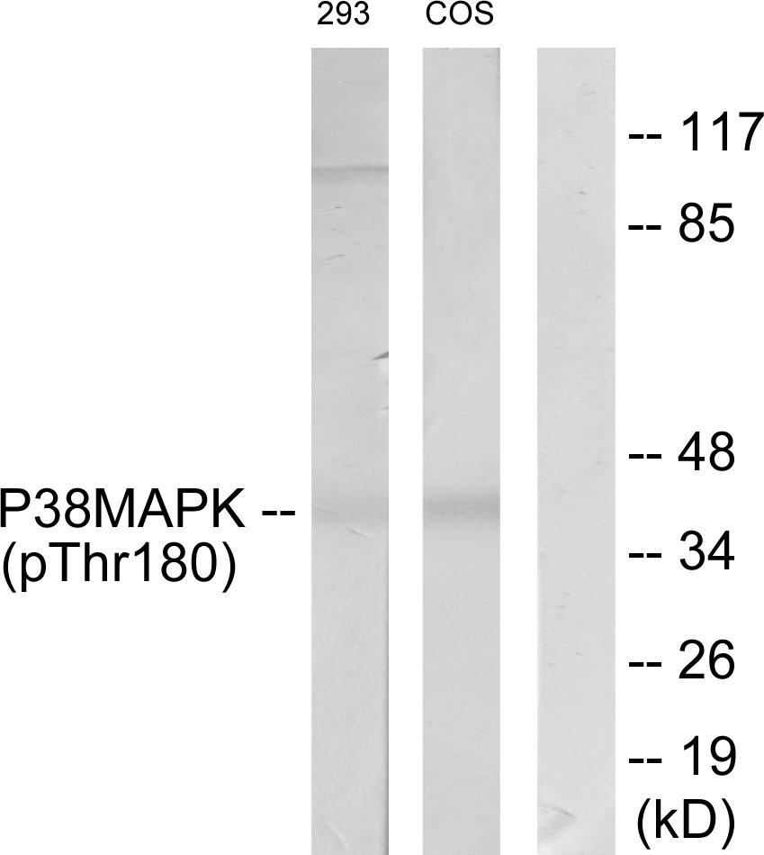 Anti-p38 MAPK (phospho Thr180) Antibody