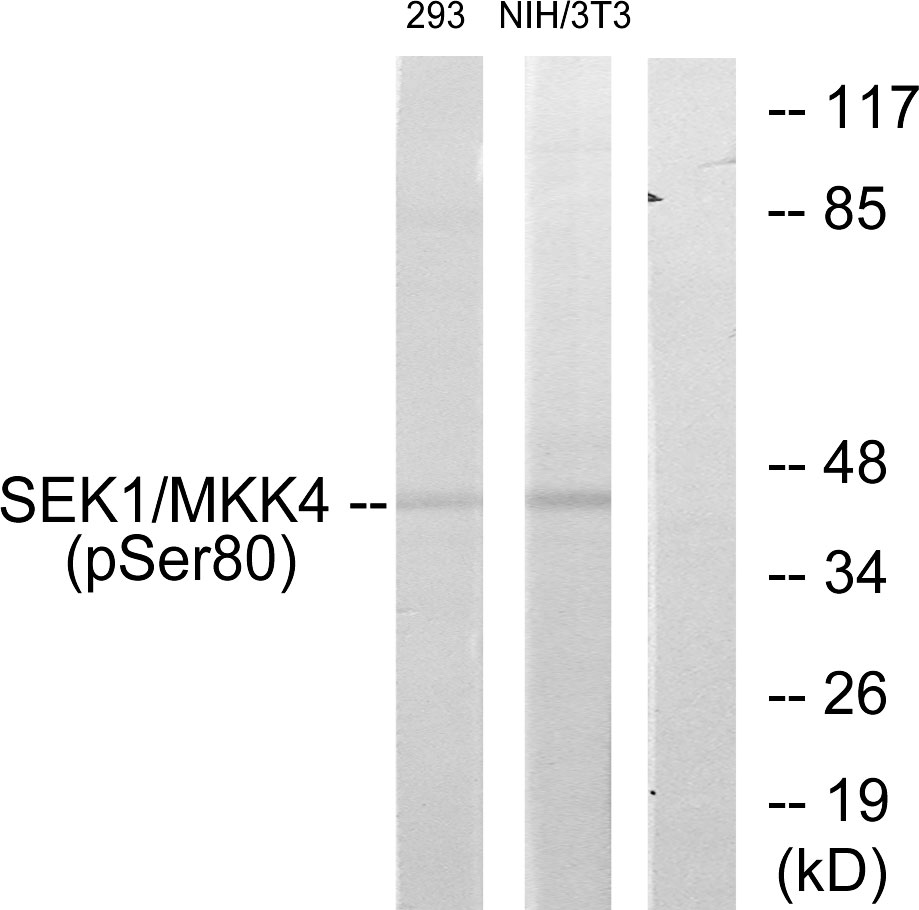 Anti-SEK1 (phospho Ser80) Antibody - Identical to Abcam (ab131353)