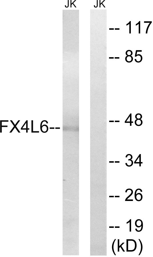 Anti-FOXD4 + L2 + L3 + L4 + L5 + L6 Antibody
