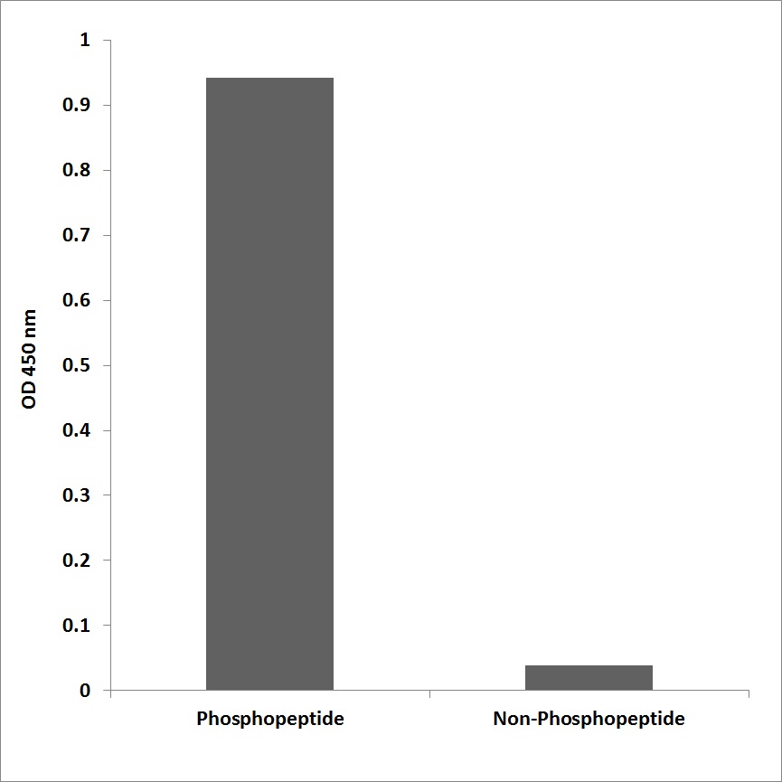 Anti-FANCA (phospho Ser1149) Antibody