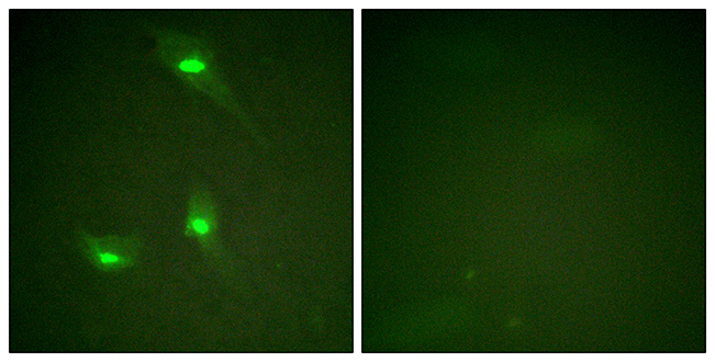 Anti-GTPase Activating Protein (phospho Ser387) Antibody