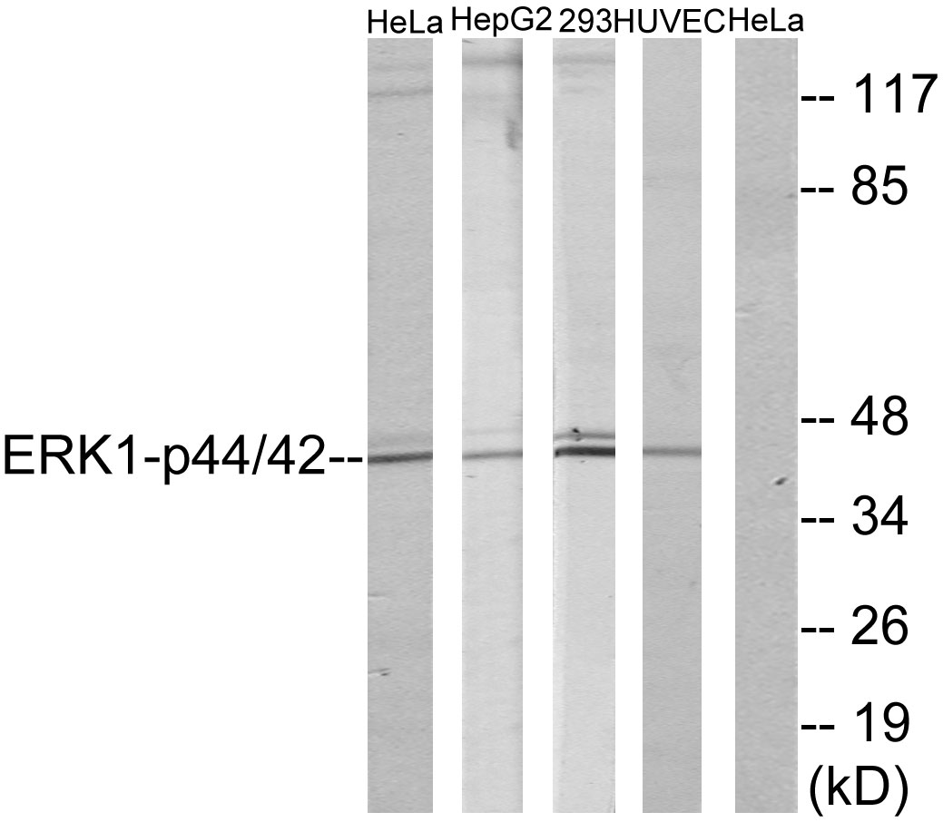 Anti-p44/42 MAP Kinase Antibody