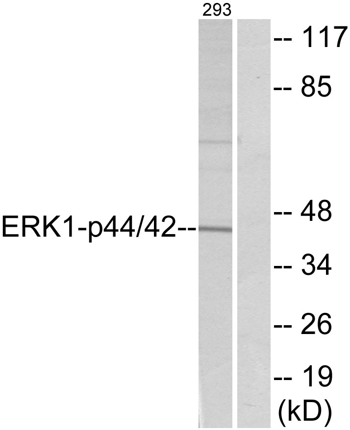 Anti-p44/42 MAP Kinase Antibody