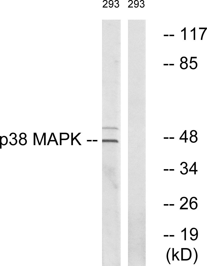 Anti-p38 MAPK Antibody