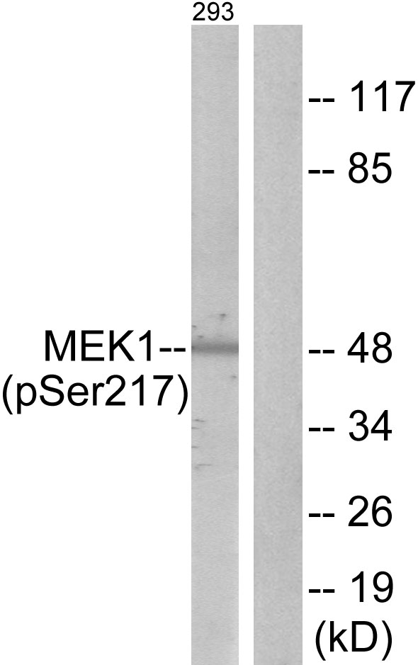 Anti-MEK1 + MEK2 (phospho Ser217) Antibody