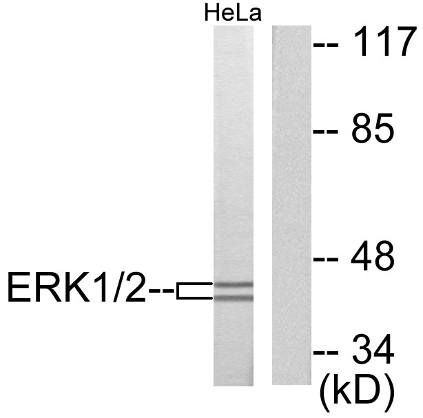 Anti-p44/42 MAPK Antibody