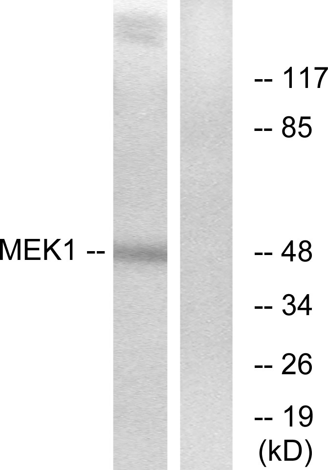 Anti-MEK1 + MEK2 Antibody