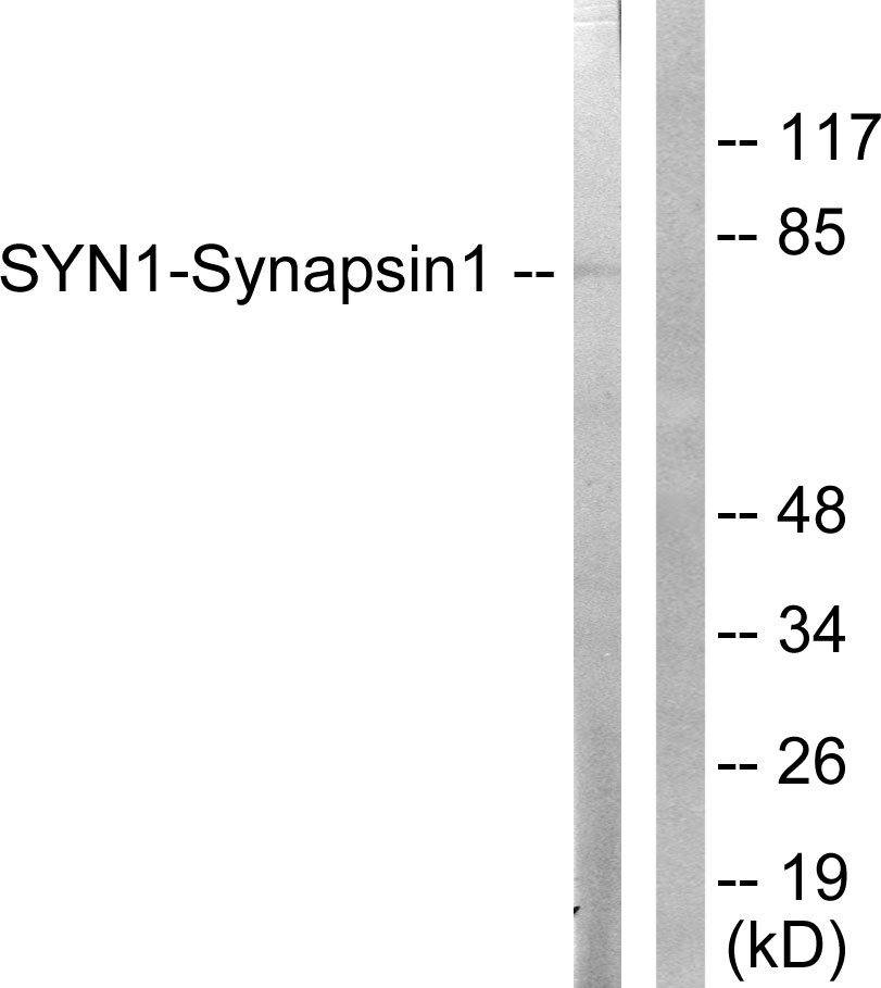 Anti-Synapsin1 Antibody