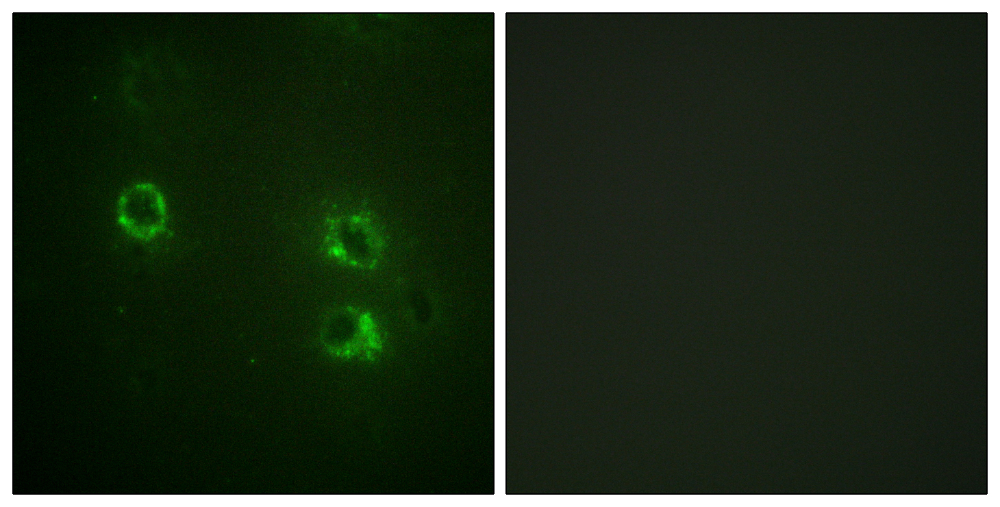 Anti-Synapsin1 Antibody