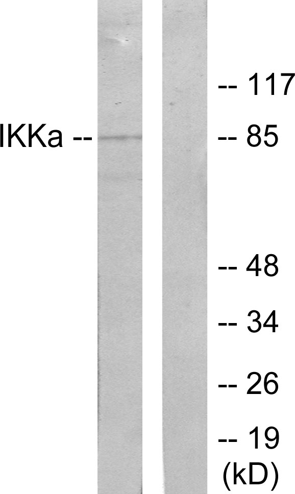 Anti-IKK-alpha Antibody