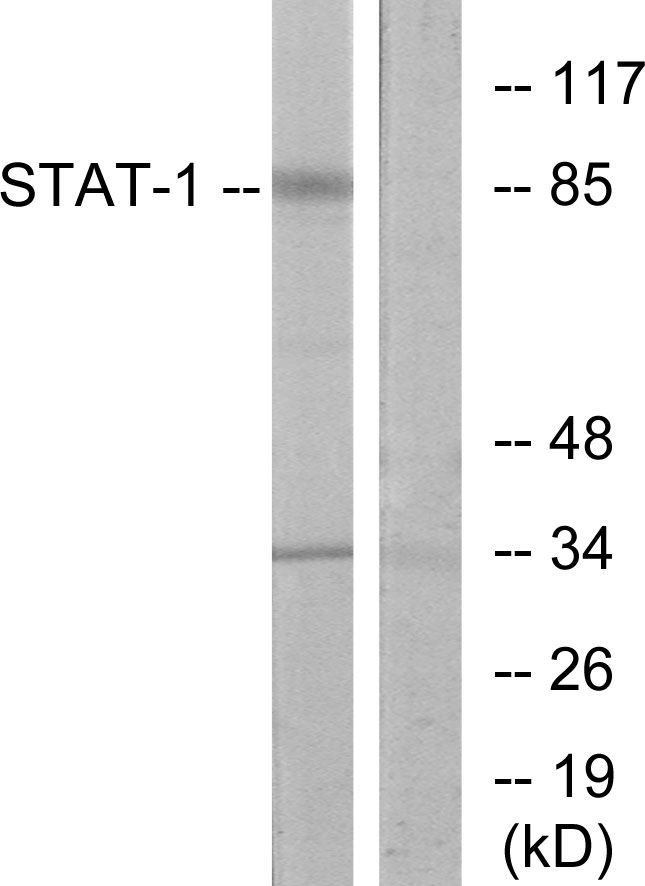 Anti-STAT1 Antibody - Identical to Abcam (ab31369)