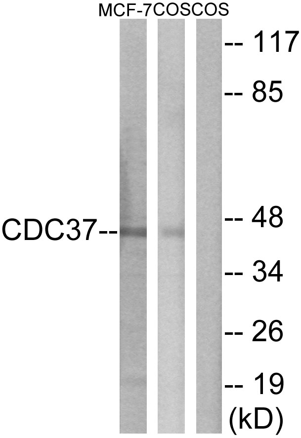 Anti-CDC37 Antibody - Identical to Abcam (ab166723)