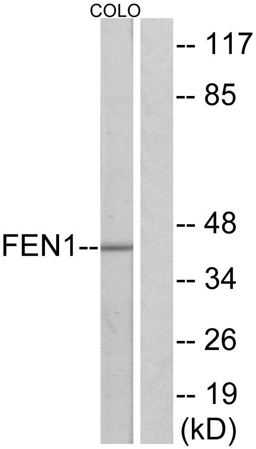 Anti-FEN1 Antibody