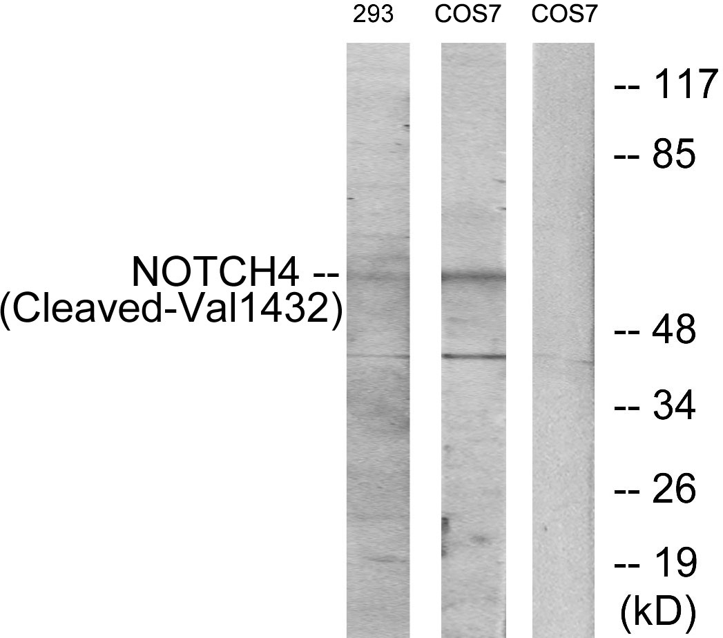 Anti-NOTCH4 (cleaved Val1432) Antibody