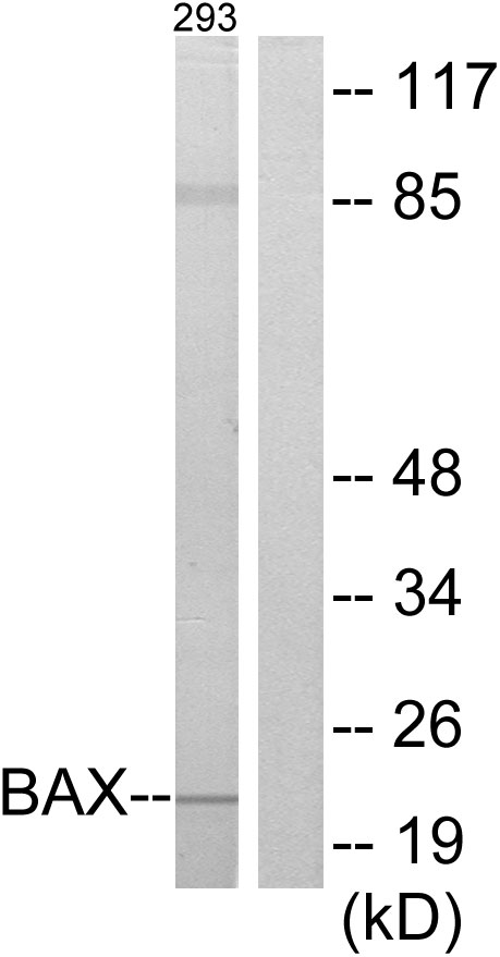 Anti-BAX Antibody