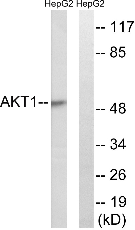 Anti-Akt Antibody