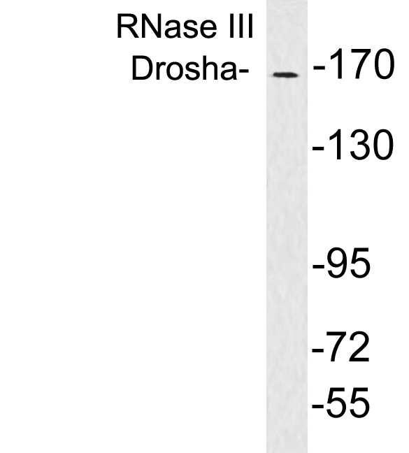 Anti-RNase III Drosha Antibody