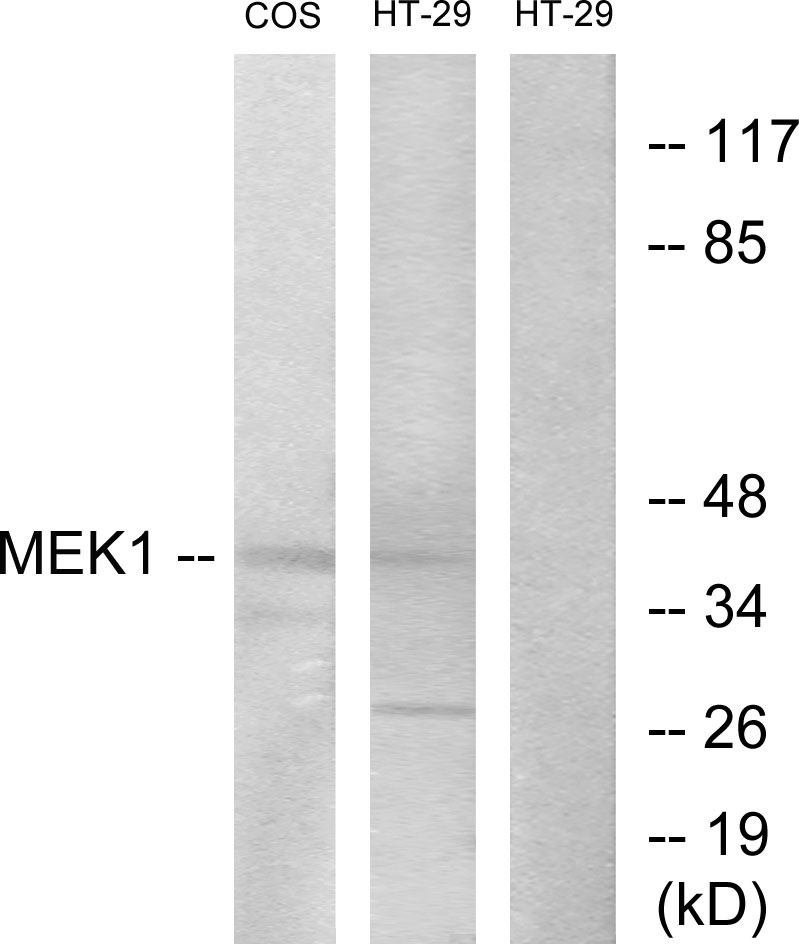 Anti-MEK1 + MEK2 Antibody