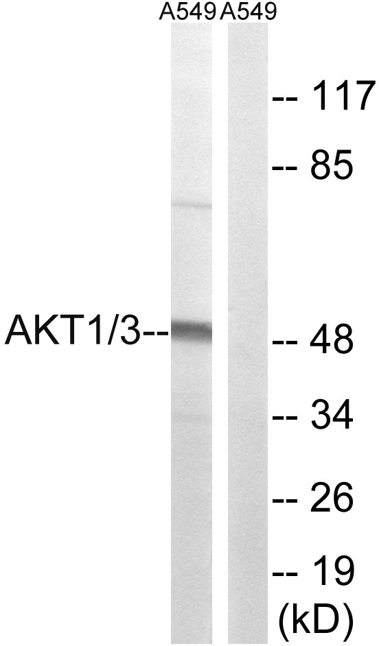 Anti-AKT1 + AKT3 Antibody