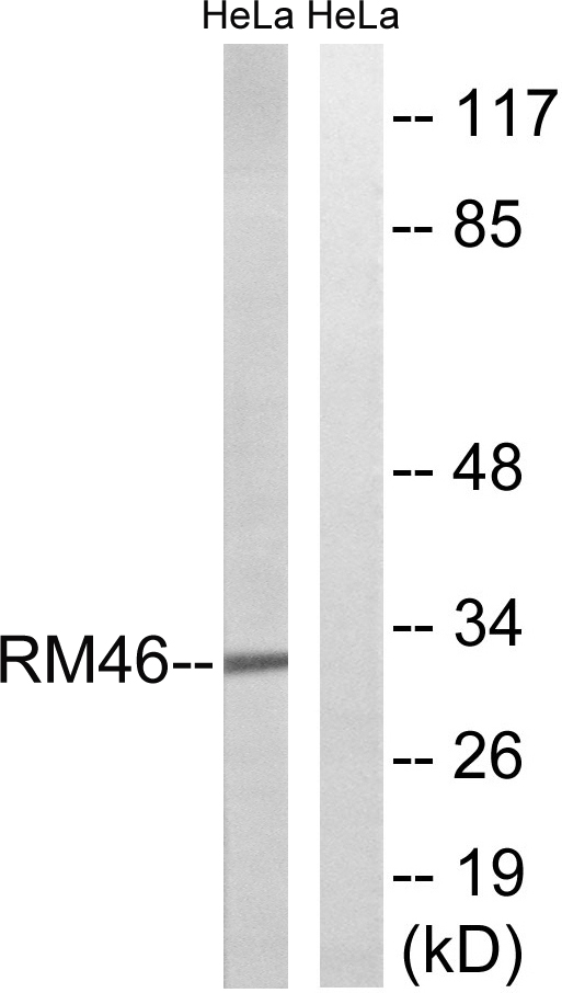 Anti-MRPL46 Antibody