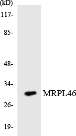 Anti-MRPL46 Antibody