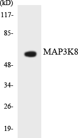 Anti-MAP3K8 Antibody