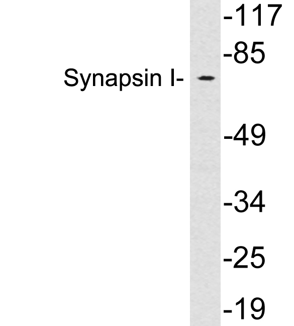 Anti-Synapsin I Antibody