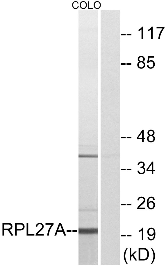 Anti-RPL27A Antibody - Identical to Abcam (ab74731)